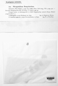 Phragmidium sanguisorbae image
